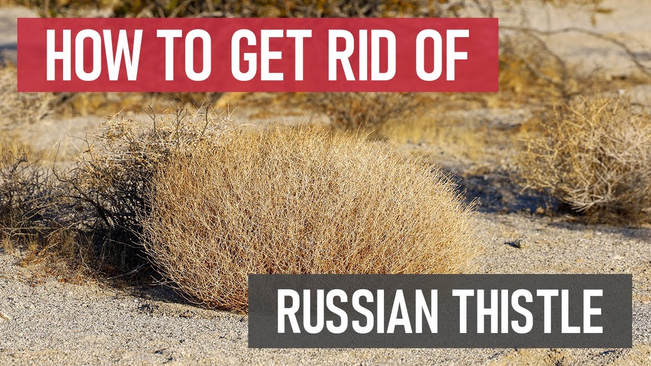 How to Get Rid of Russian Thistle (Tumbleweed) [Weed Management]
