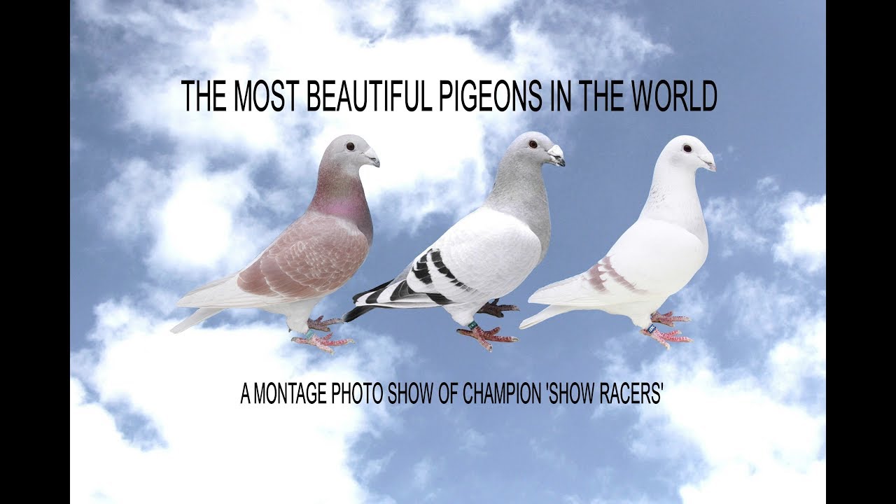 Video 391: The Most Beautiful Pigeons In The World: Show Racers