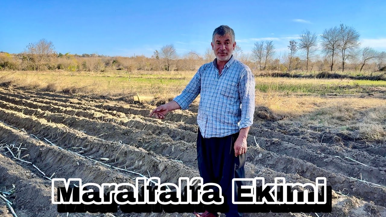 Tüm Detaylarıyla Maralfalfa Ekimi & Yüksek Verimi 🐄🌾 Tarla Rehberi