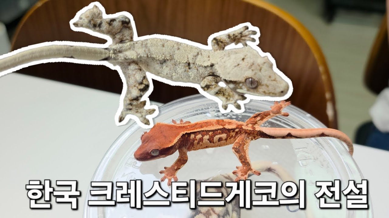 살아있는 크레스티드게코의 전설. 신모프 창시자 선주비원더 방문