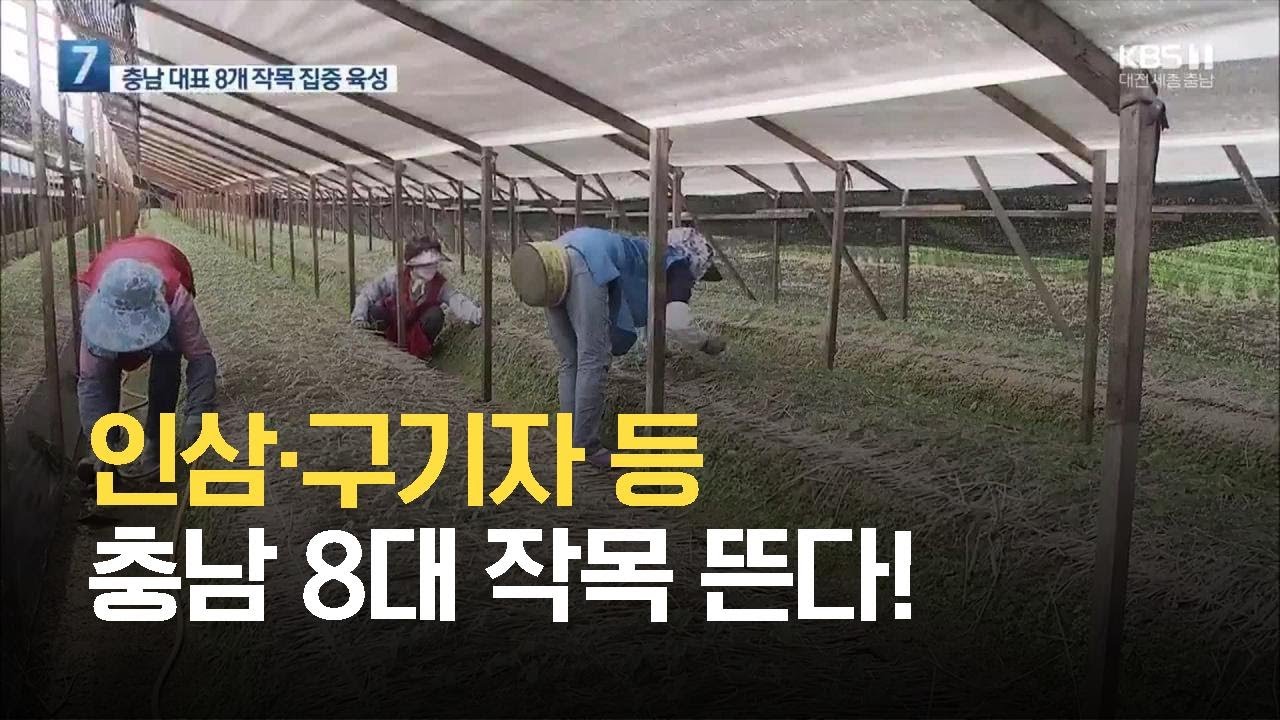 인삼&middot;구기자 등 충남 8대 작목 뜬다! / KBS 2021.06.30.