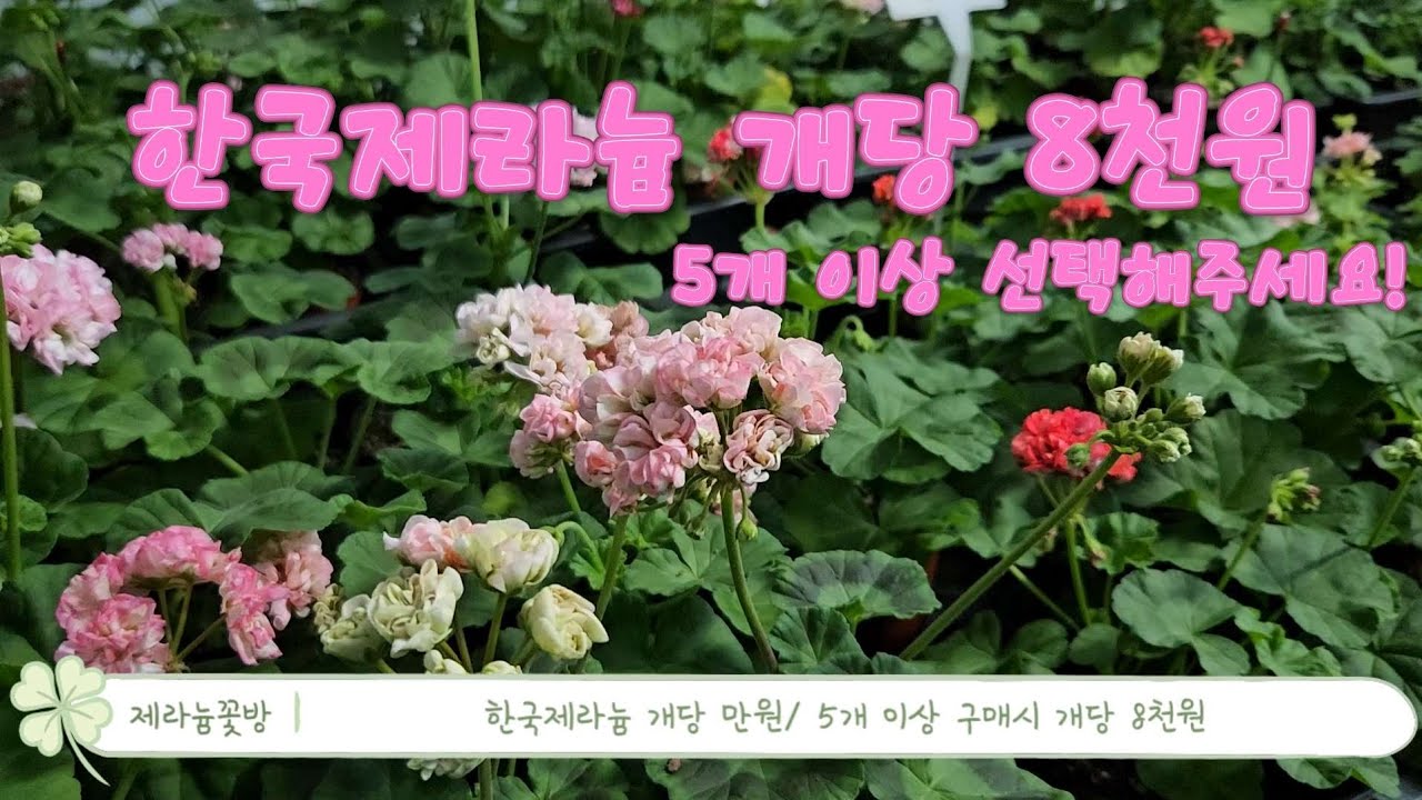 (판매중단합니다!), 한국제라늄 개당 8천원! 10cm연질분 크기! 5개 이상 우체국택배로 무료배송까지!