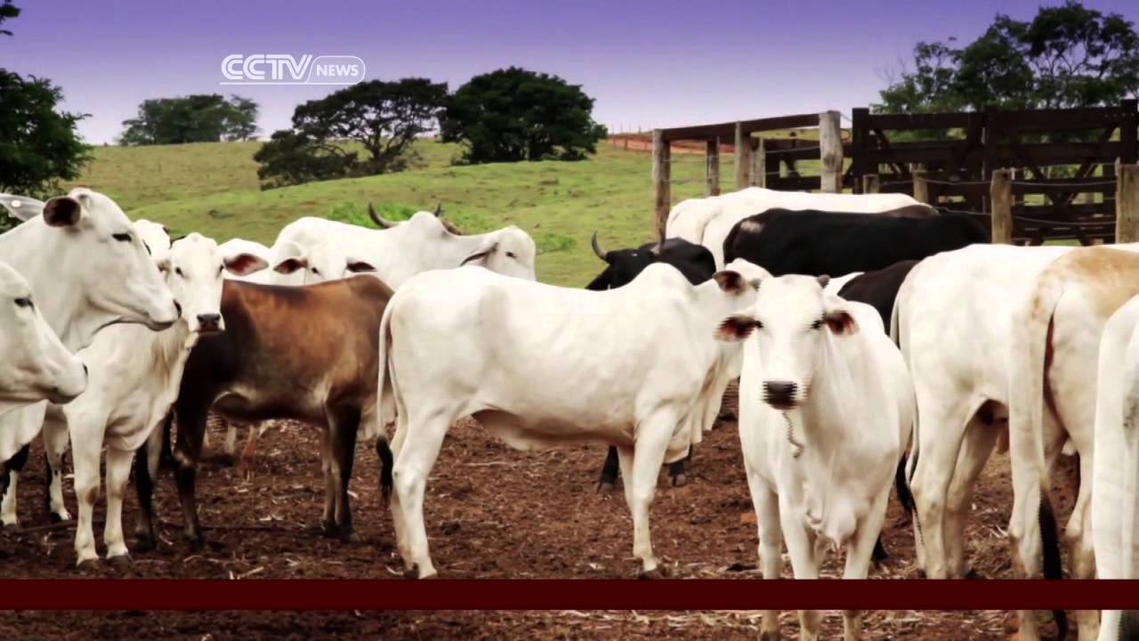 Brazil's sugar industry