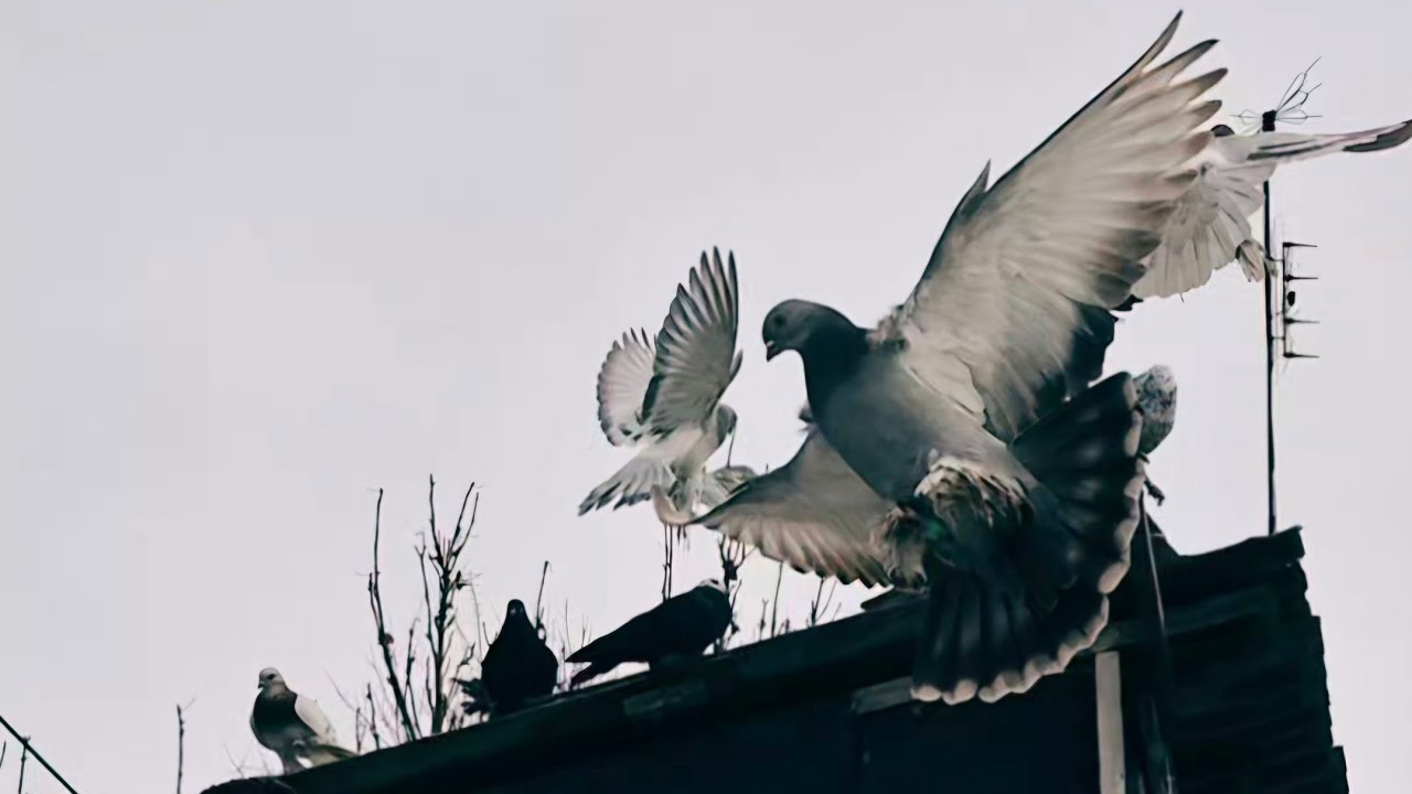 Разделил Голубей. Подготовка к сезону. #голуби #pigeon 