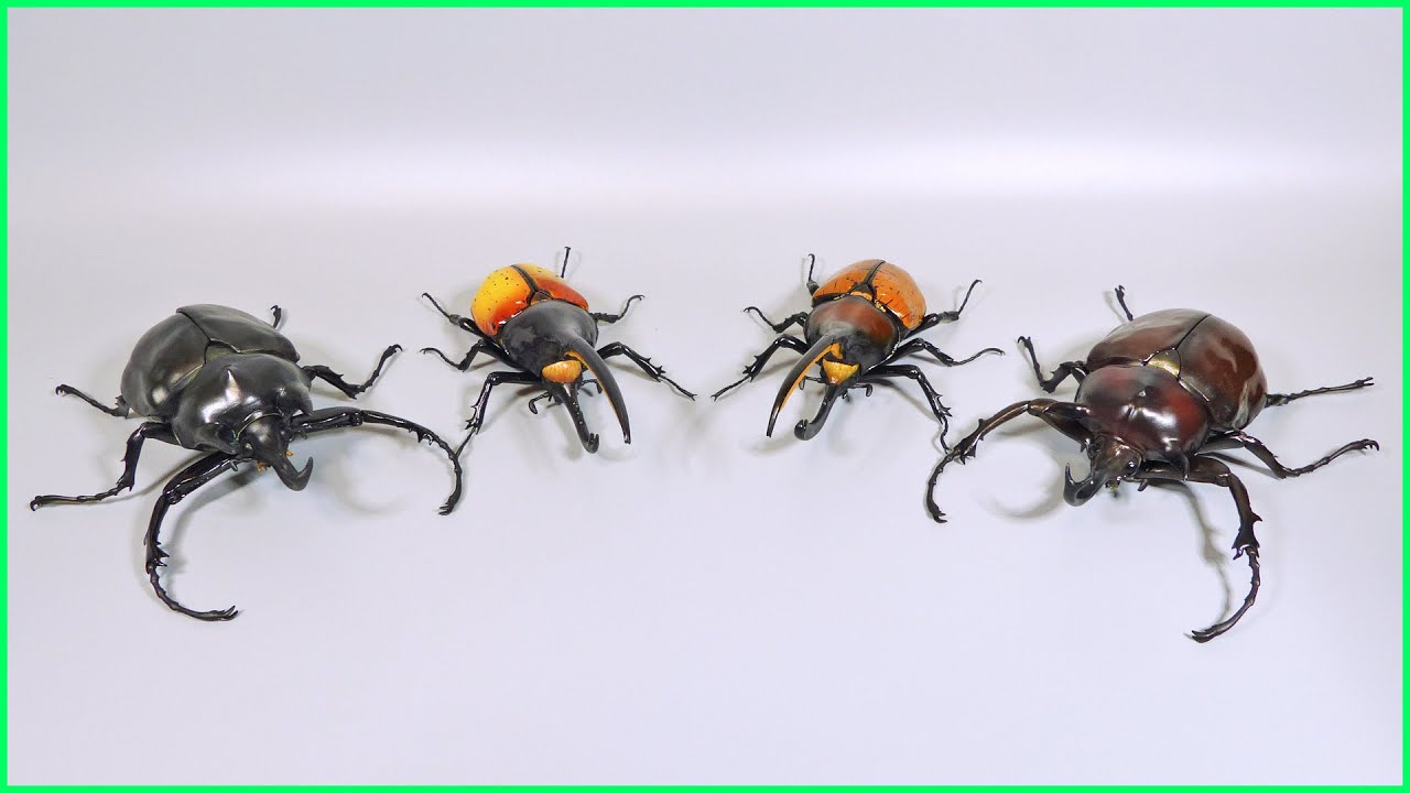 【ゆるレビュー】デカすぎるゾウカブトが地球を崩壊させる！お前は今すぐガチャコーナーでクソデカカプセルを体感しろ【いきもの大図鑑アドバンス ゾウカブトとヘラクレスオオカブト】