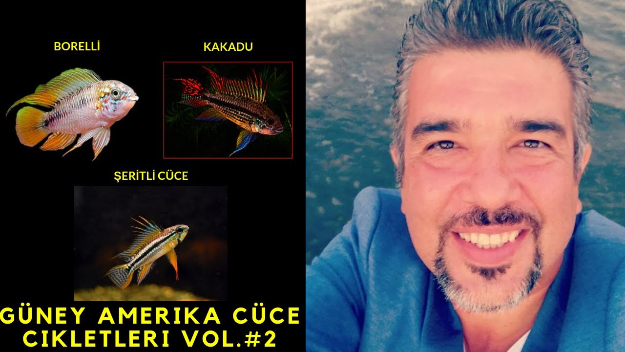 AMERİKAN CÜCE CiKLET TÜRLERİ 2 (Cüce Ciklet Balık Türleri, Akvaryumu,Bakımı,Beslenmesi,Suyu,Üretimi)
