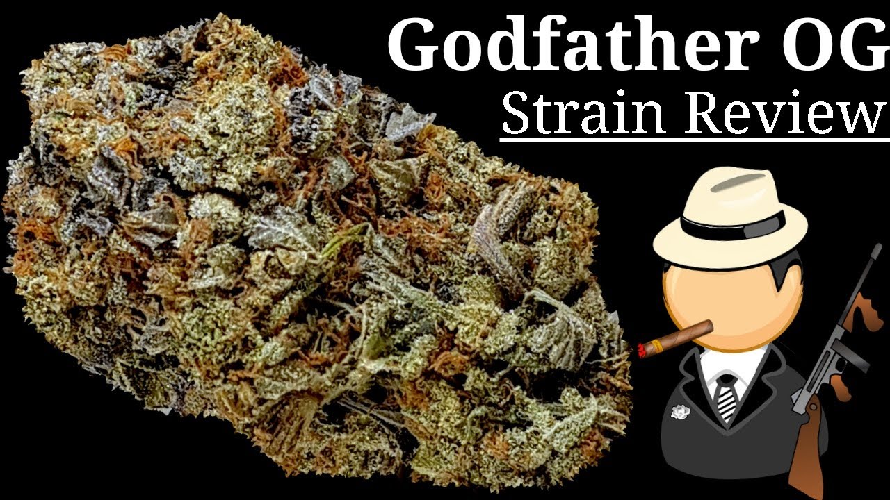 Godfather OG ОФИЦИАЛЬНЫЙ обзор штамма 😎