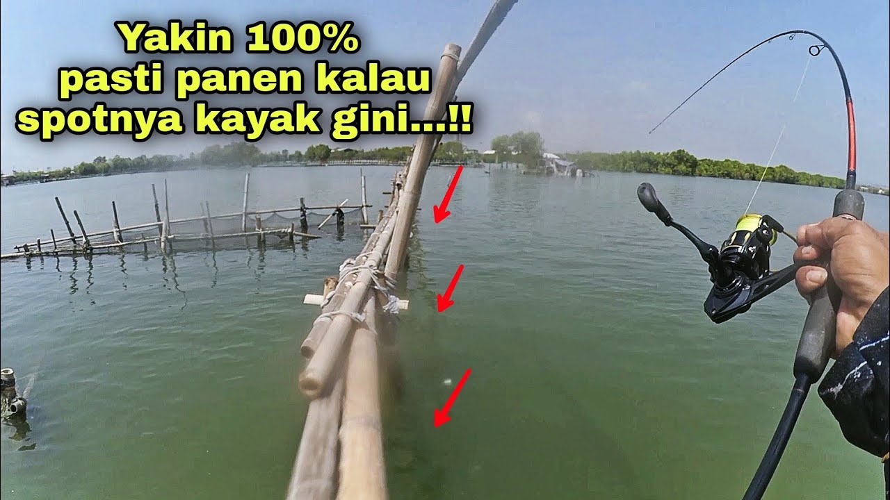 Ngeri...❗Umpan udang tak henti² disambar penghuni sungai ini..!!