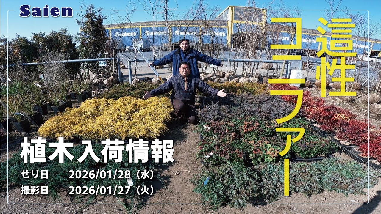 【Saien】植木入荷情報（2026/01/27 11:00頃）【這性コニファー・イロハモミジ】