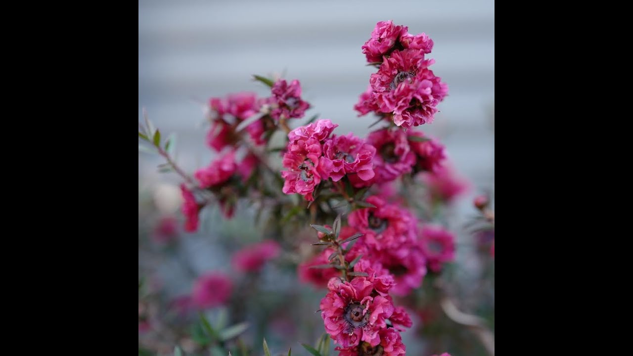 How to create a Manuka Bonsai