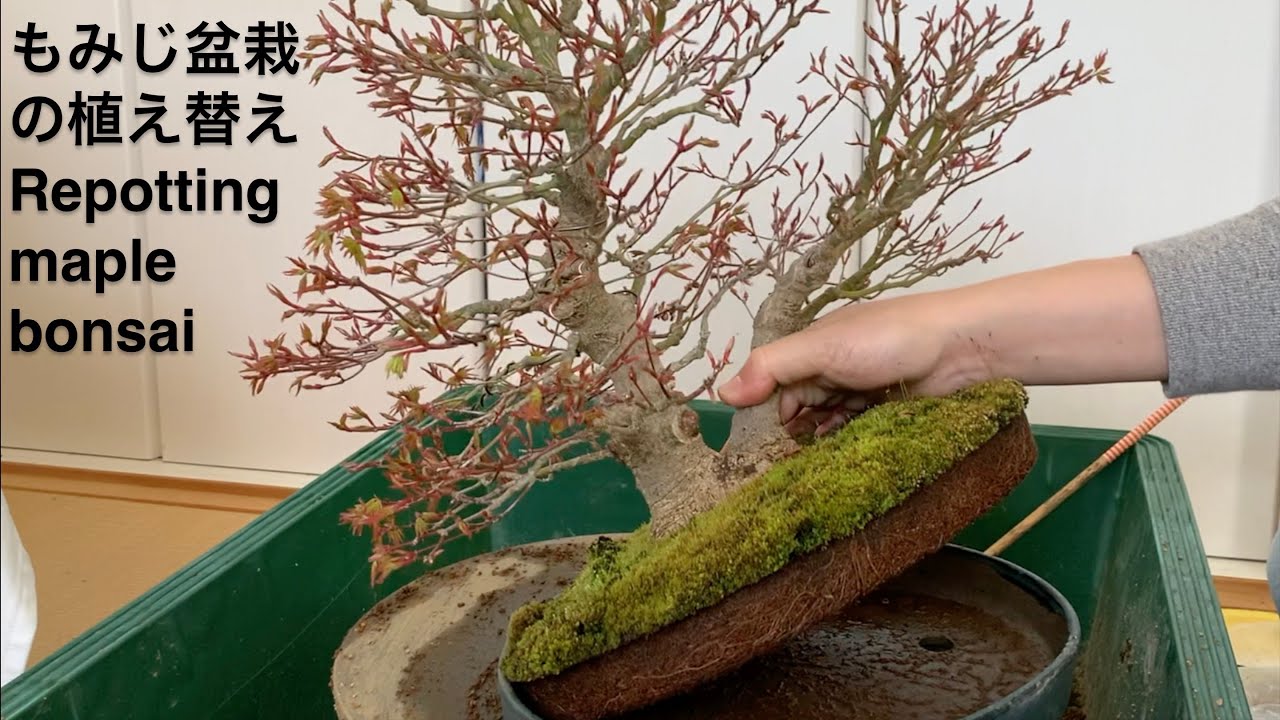 もみじ盆栽の植え替え Repotting maple bonsai