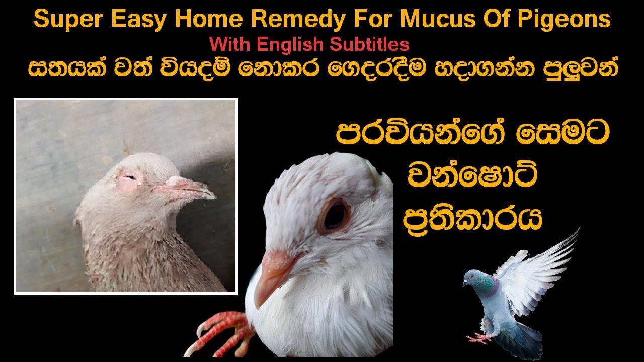 Easy & Quick Remedy For Mucus Of Pigeons | පරවියන්ගේ සෙම සුව කරන ඉතා පහසු ප්‍රතිකාරය