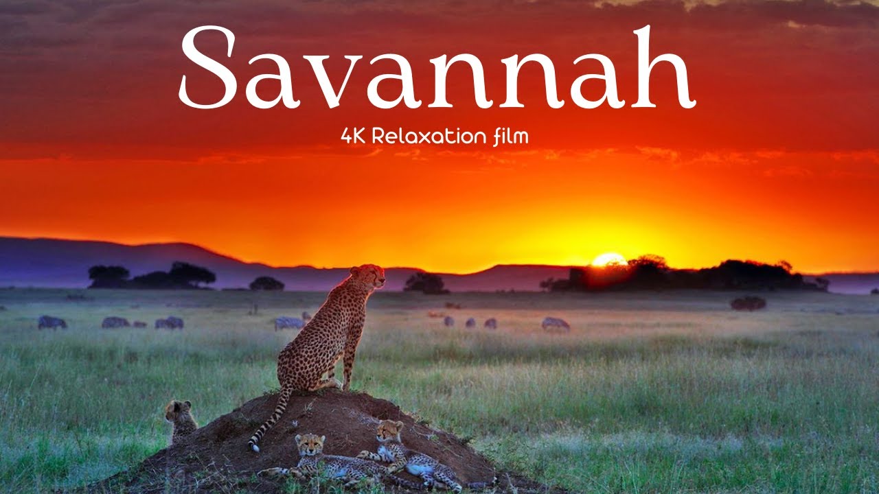 African Savannah - 4K - Relaxation Film With Calming Music | Relax, Study & Ambience