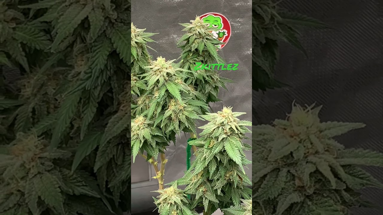 Zkittlez and Zkittlez x Afghani
