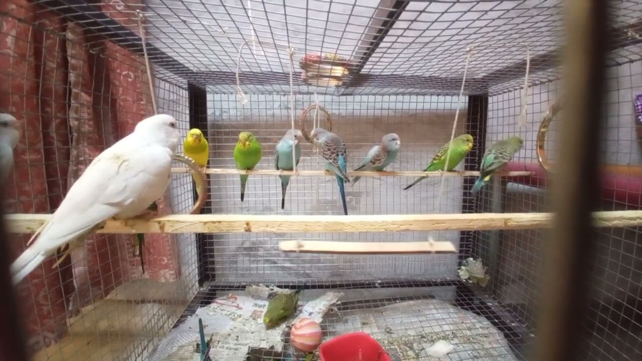 Happy Budgies❤❤ #birds #budgiessound 
