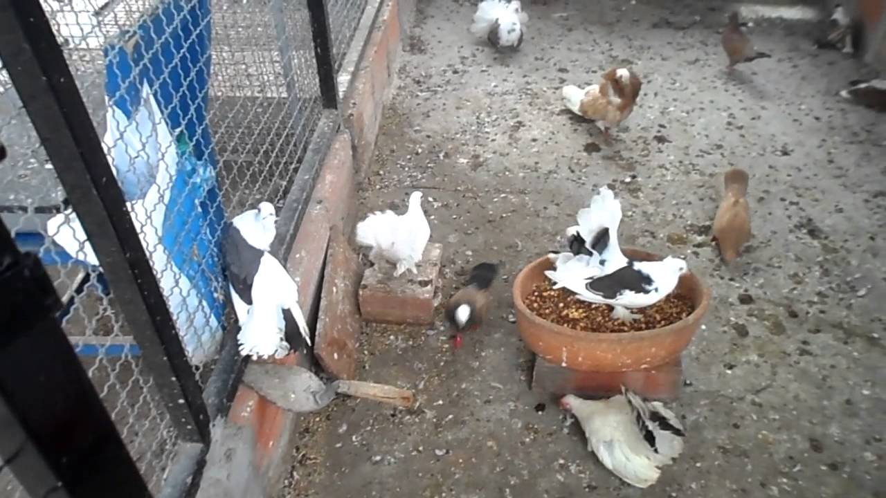 palomas ornamentales