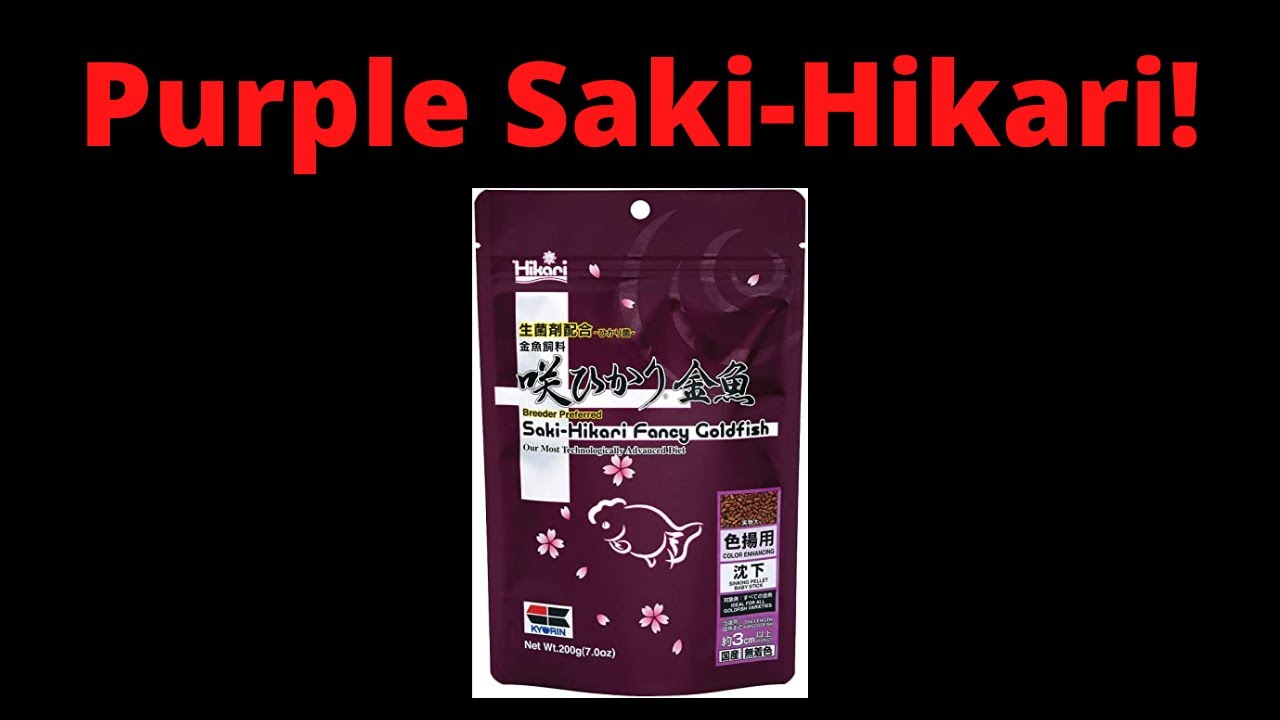 [4K] Saki-Hikari Fancy Goldfish!