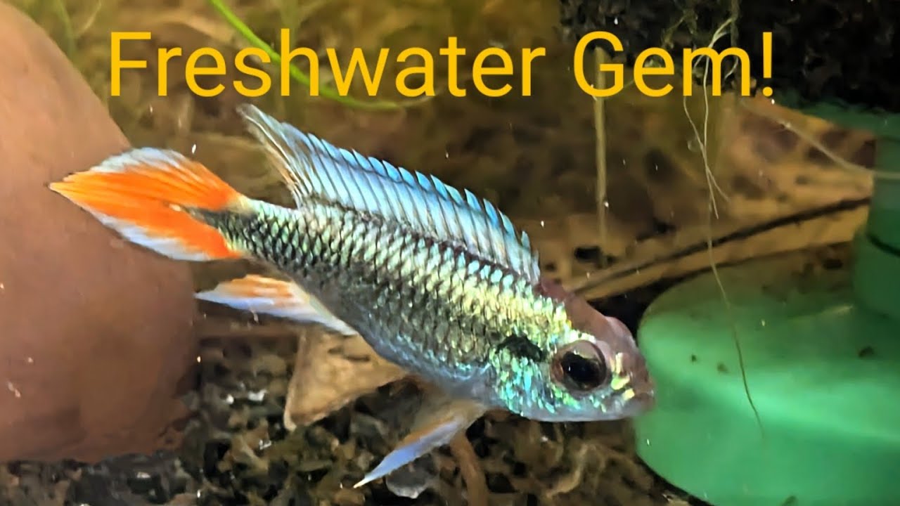 Appistogram Agassizii Blue Flame - Rare Appistogram
