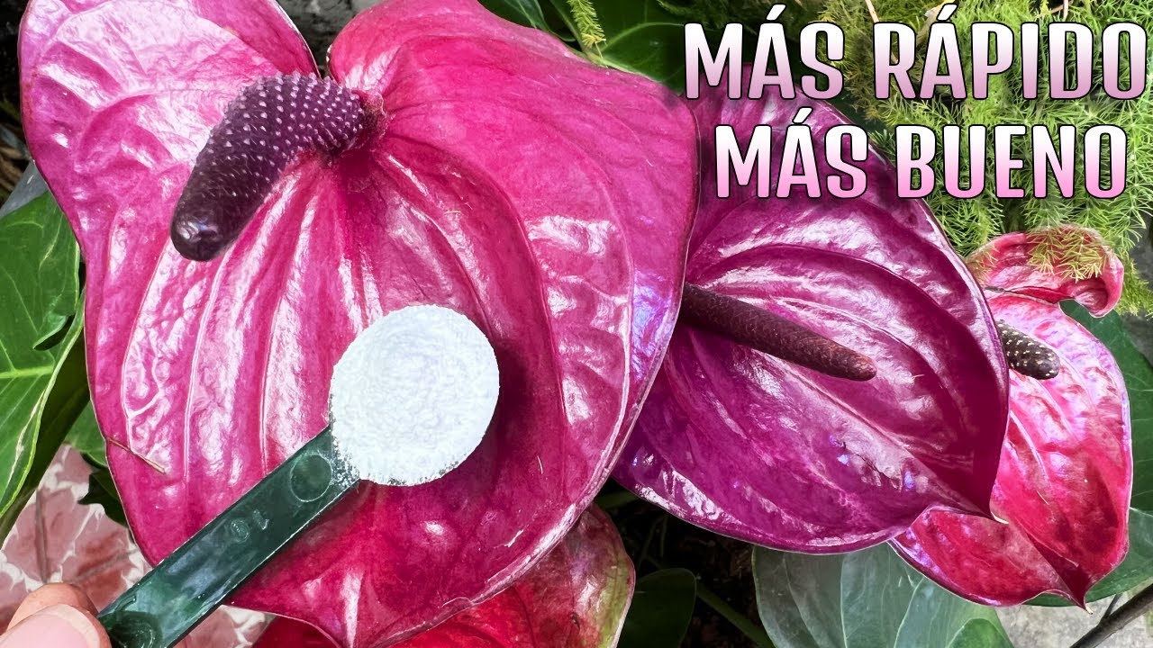 ¿Por qué la ASPIRINA Cambia LAS PLANTAS?