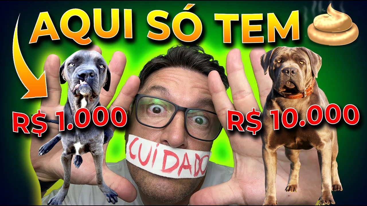 N&Atilde;O COMPRE CANE CORSO NO BRASIL | CANE CLUB KENNEL