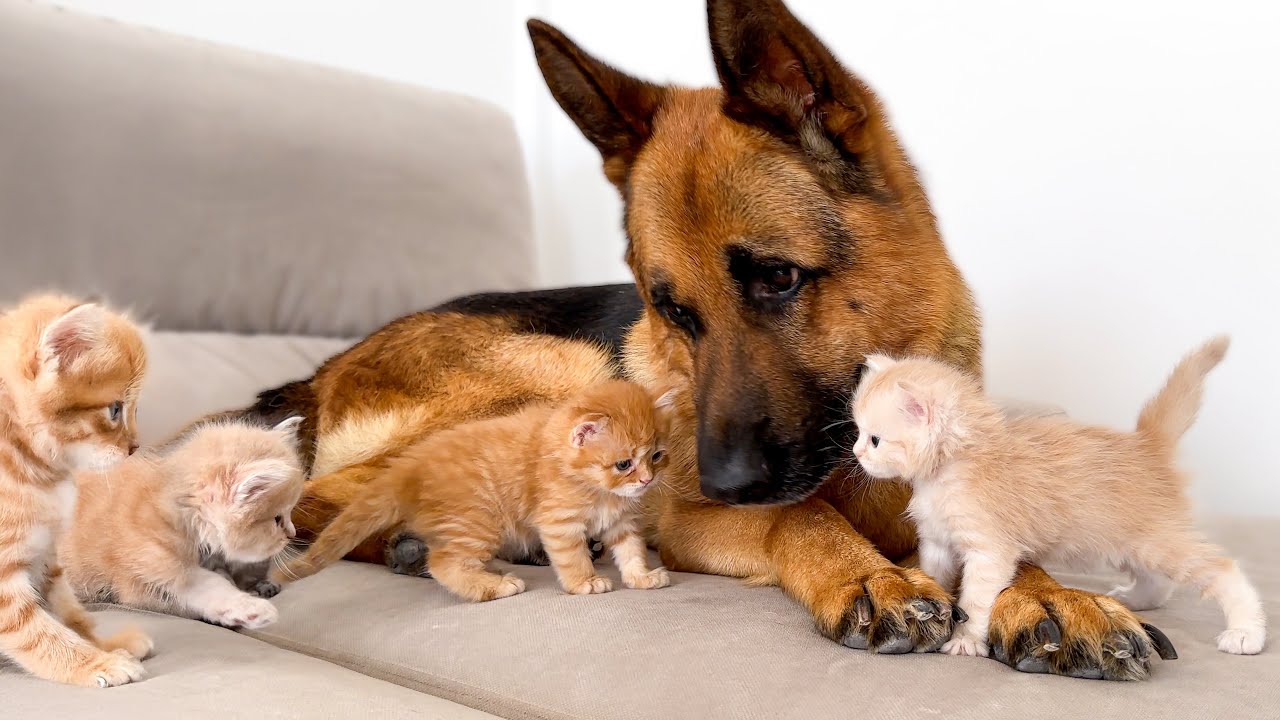 German Shepherd Confused by Attack of Tiny Kittens [Too Much Love!]