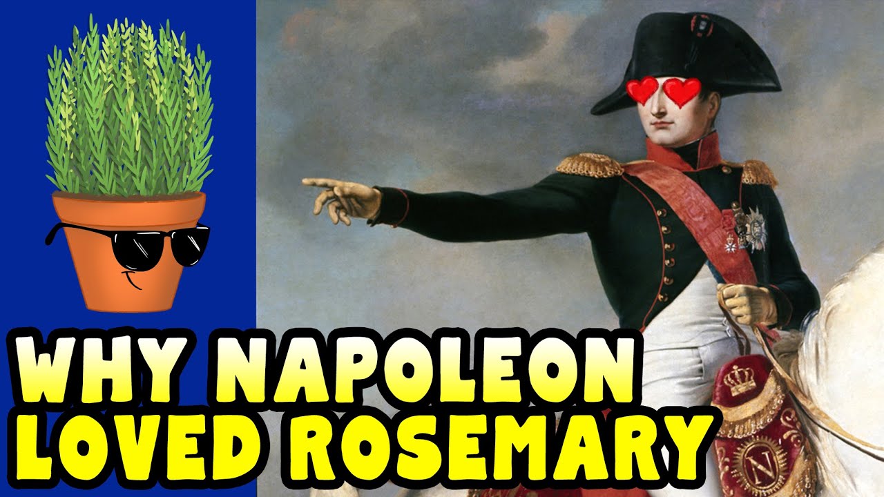The HISTORY of ROSEMARY - Where does rosemary come from?