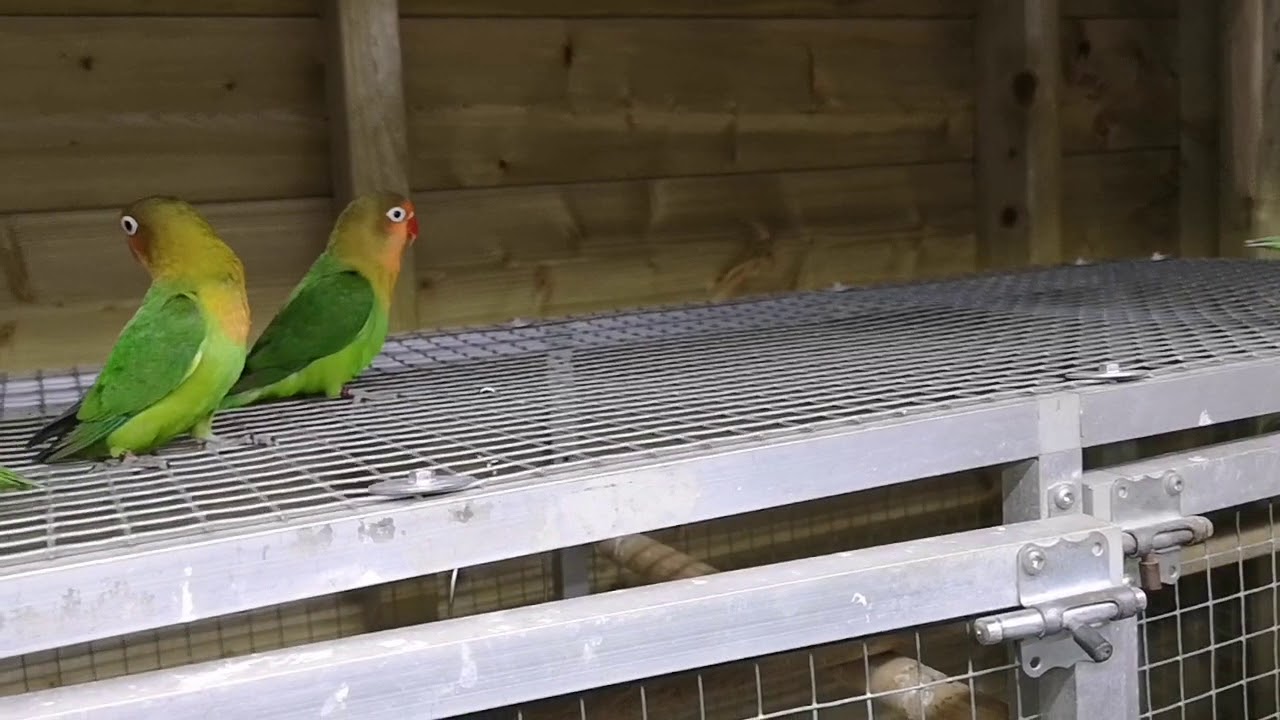 Agapornis fischeri wildtyp