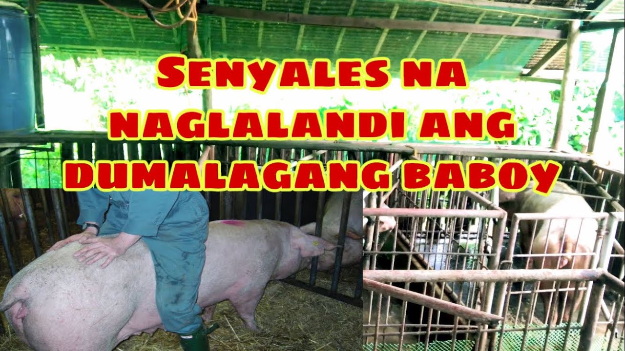 Ano ang mga senyales na naglalandi ang mga dumalagang baboy | heat detection | baboy | Ryan Patenio