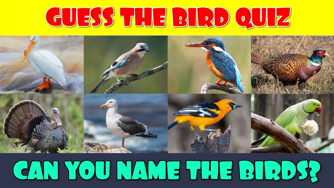 Guess the Bird Quiz | Bird Family Quiz