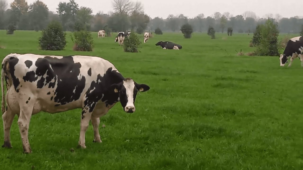 Pink Floyd | Atom Heart Mother | Music Video