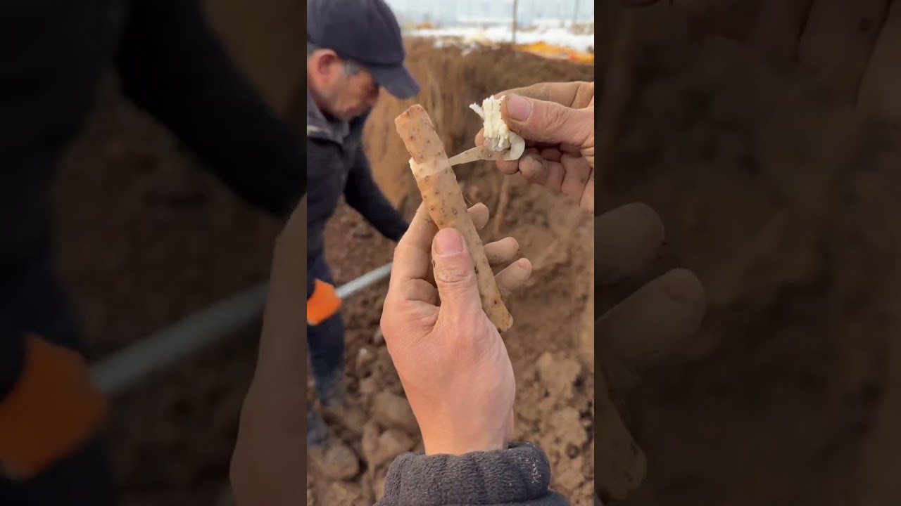 You, the seagull, hovers to me