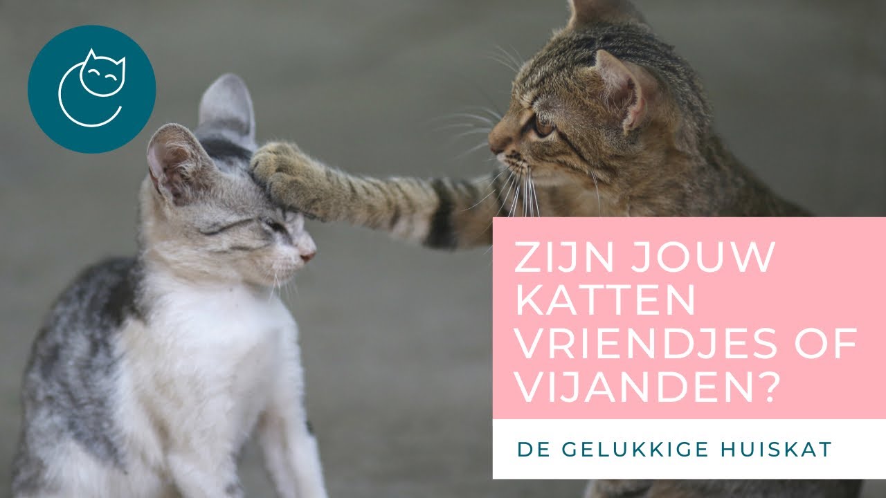 HOE KUN JE ZIEN OF JE KATTEN VRIENDJES ZIJN? - De gelukkige huiskat - kattengedrag