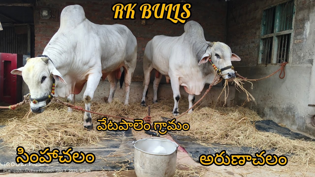 New category section RK BULLS has arrived 💥💥