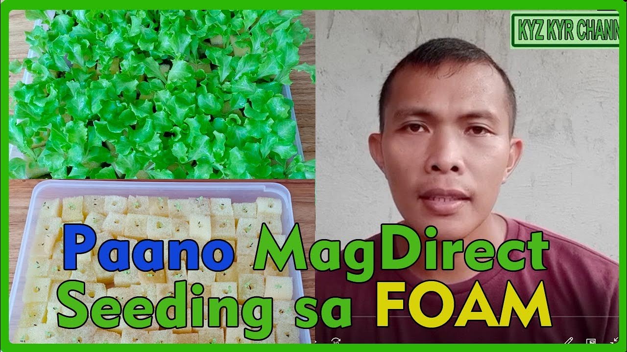PAANO MAG DIRECT SEEDING NG LETTUCE SA FOAM PARA SA HYDROPONICS / STEP BY STEP NA PARAAN