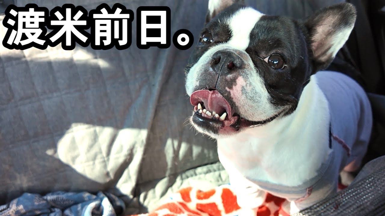 『犬と渡米＃2』渡米前日犬の楽園ドギーズアイランドで最高の思い出を♡初首都高ドキドキ400キロ走破の犬連れ一人旅