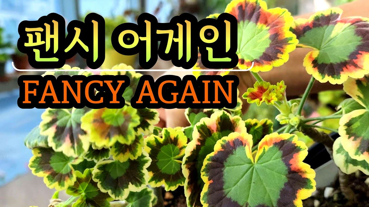 [4K] 여름 최약체 제라늄??? 화사함 끝판왕으로 매력적인 변신, 잎만 봐도 하트 발사되는 팬시제라늄 정원 #제라늄 #Fancy-Leaved #pelargonium