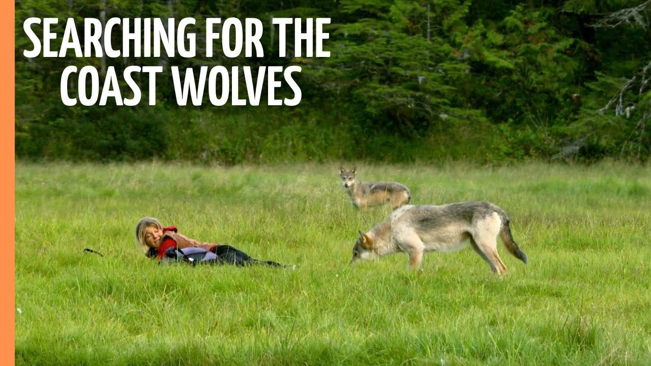 Searching for the Coast Wolves | Full Documentary
