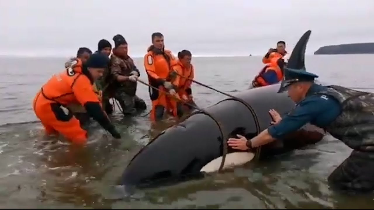 INCREDIBLE Rescues | Animals & Pets