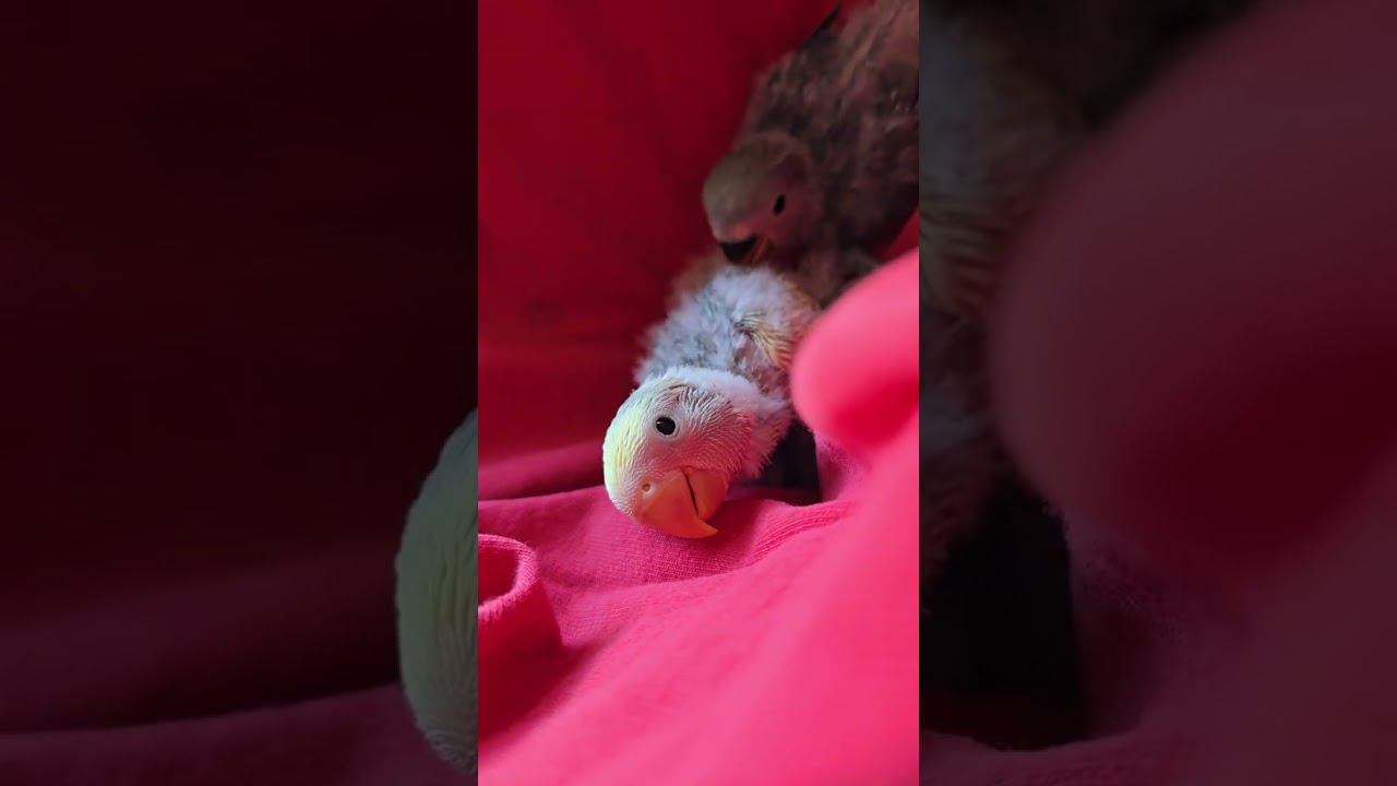 How much have the little babies birds growing since last video I did  on them .