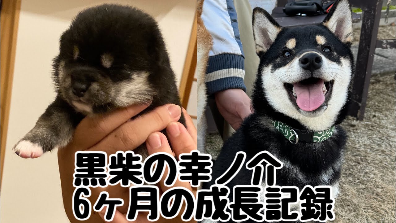【柴犬子犬】黒柴の子犬6ヶ月の成長記録