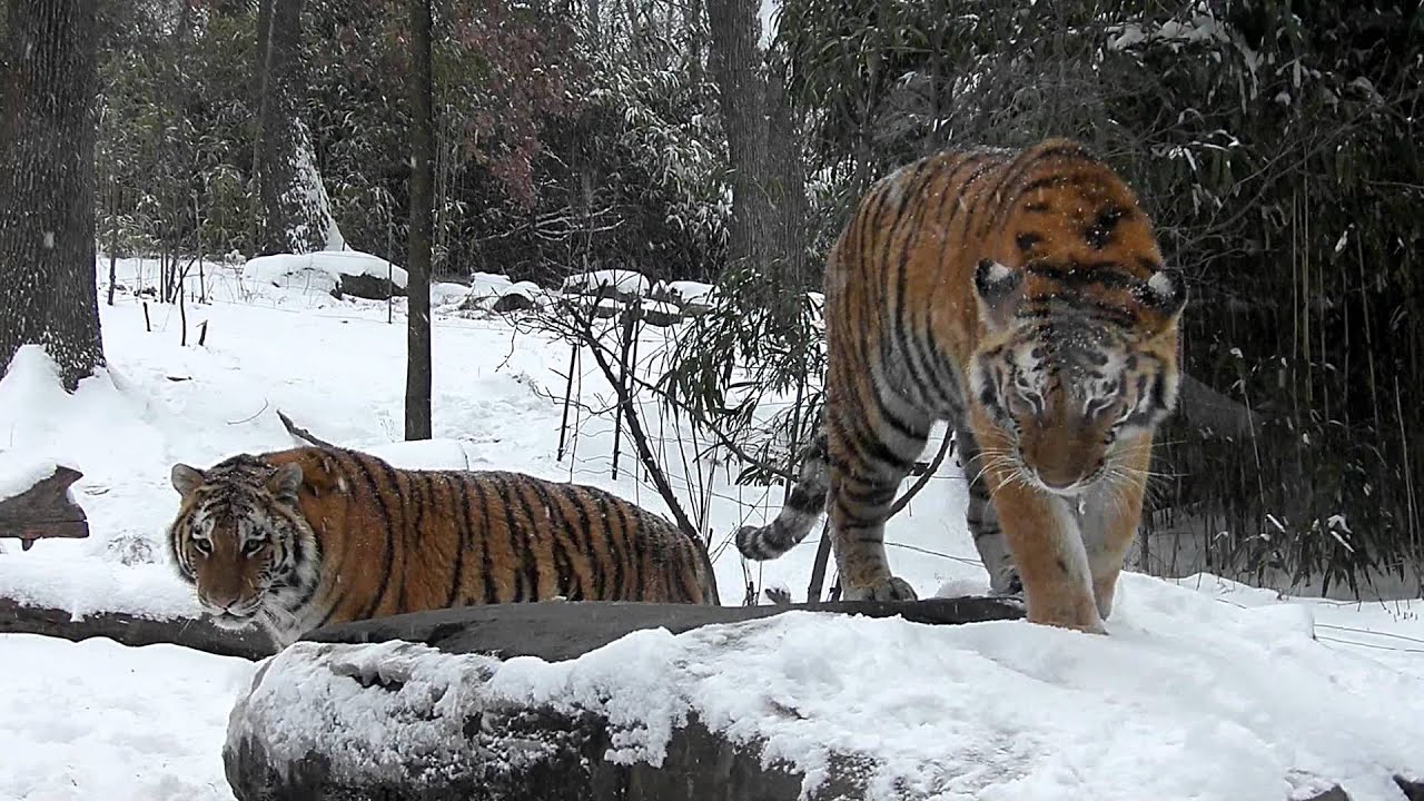 Siberian Tiger Triplets Play In the First Snow of 2012...in HD!
