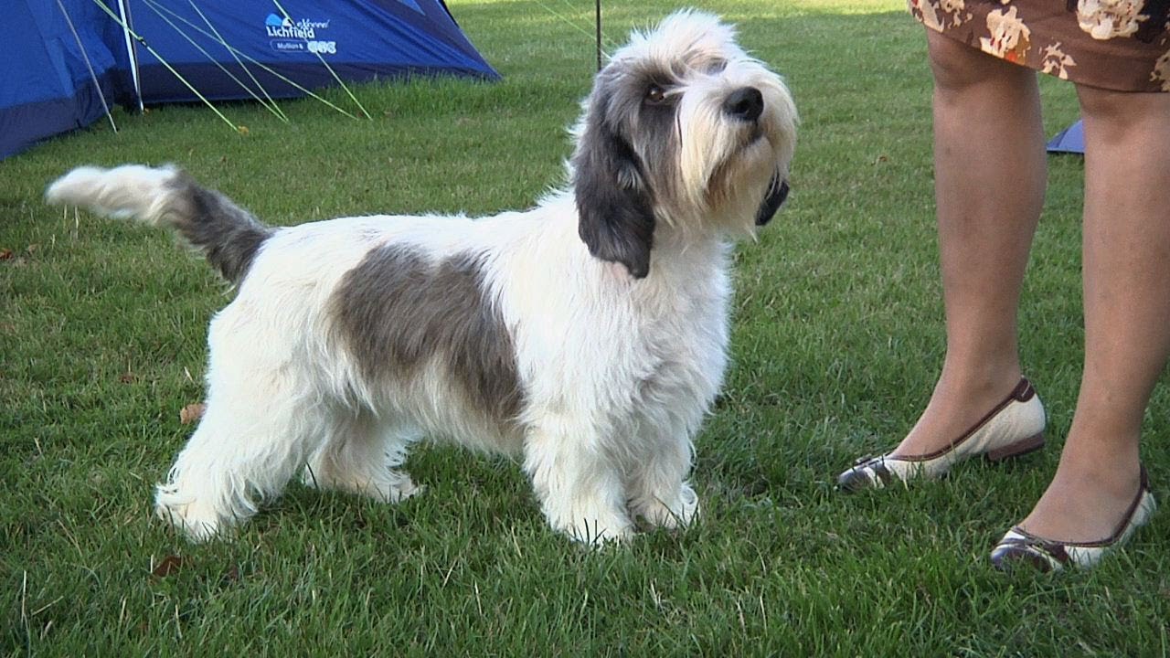 Around the Dog World: Best of 2012 (Episode 15)