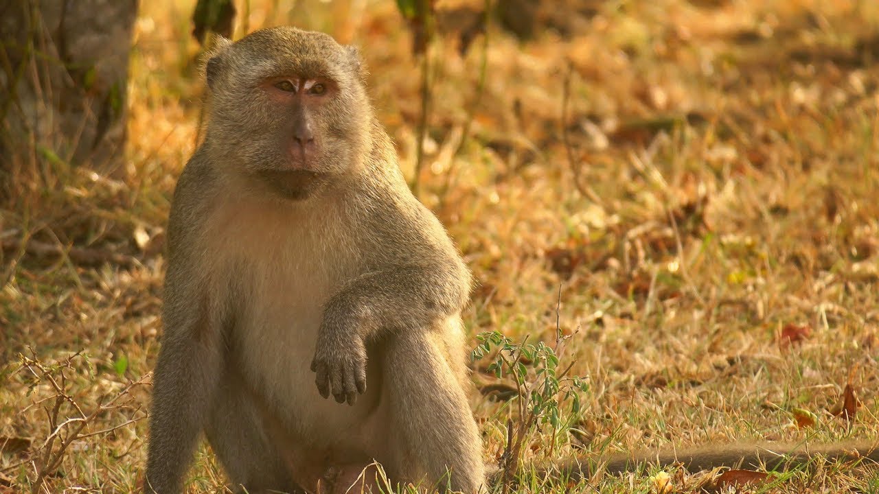 Long-tailed macaque (Macaca fascicularis) & Komodo dragon