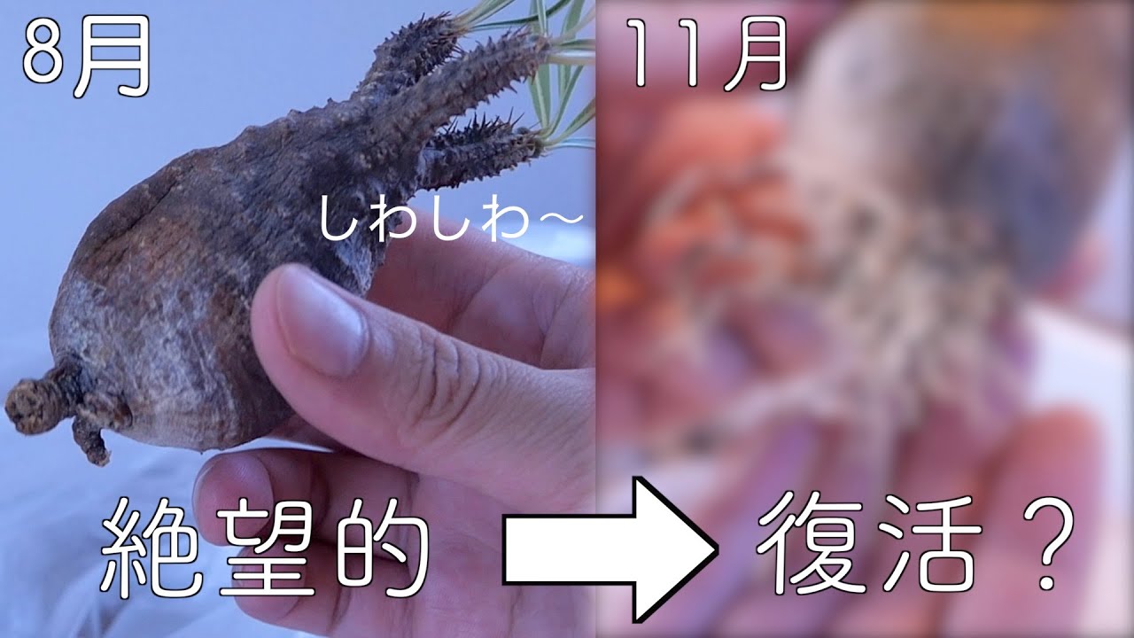 【絶望グラキリスその後】シワシワグラキリス発根2ヶ月後の状態を確認してみます