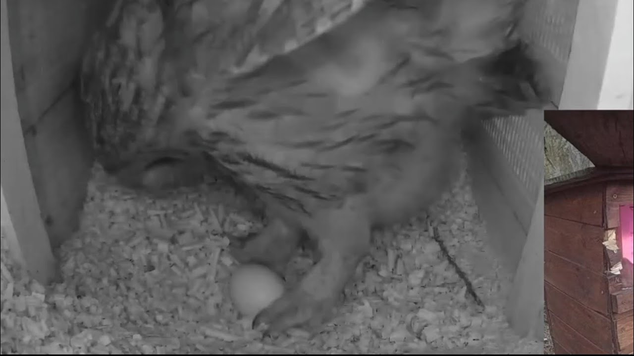 🦉 Owl Mom lays first egg 🥚 of this season | Tawny Owls Nest | Mar 10, 2026
