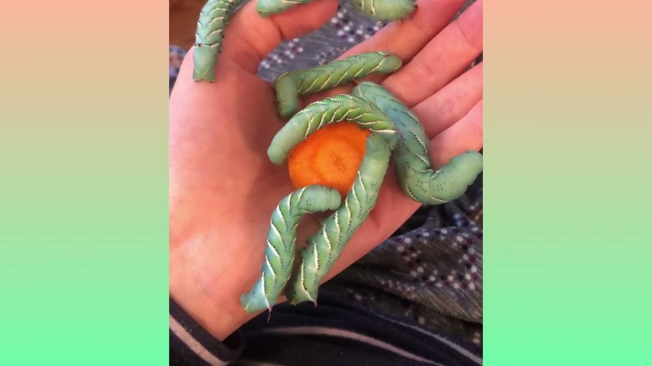 Watch these Hornworms Eat and Enjoy the Little things in Life 🐛 #moths #insects #butterfly #nature