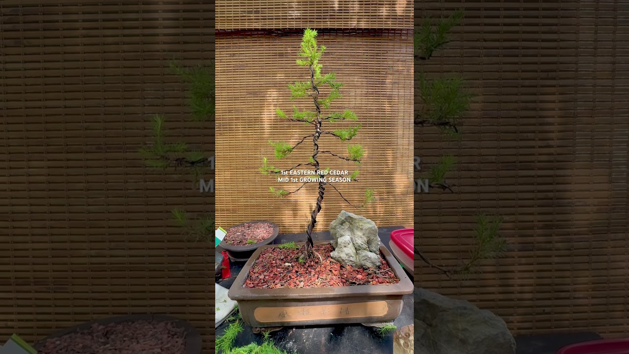 EASTERN RED CEDAR BONSAI FORM FALL 2024