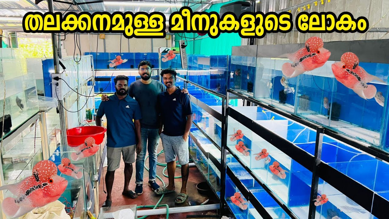 തലക്കനമുള്ള മീനുകളുടെ ലോകം  Flowerhorn fish farming, breeding and caring