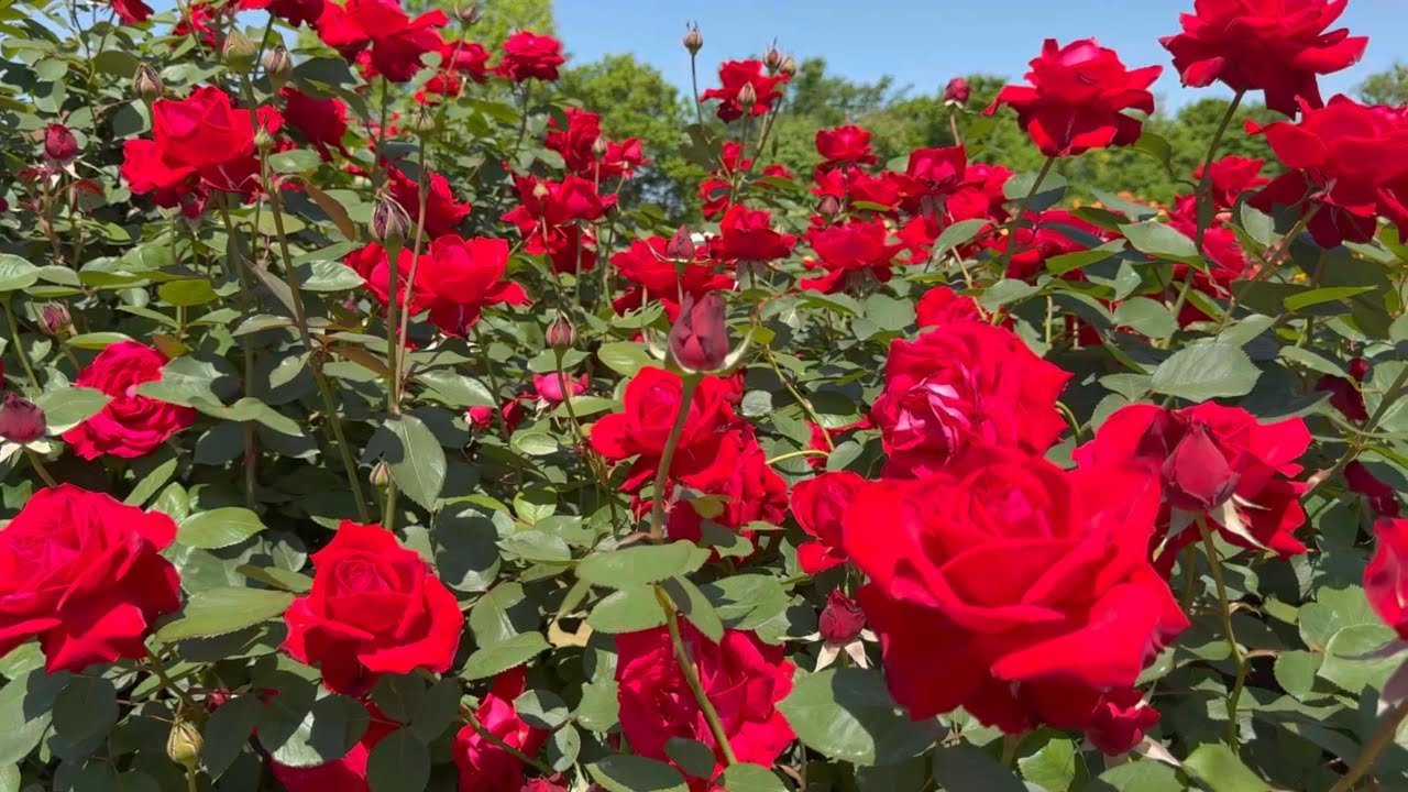 【4K】京成バラ園（千葉県）2024年5月5日の開花状況  May 5,2024　Spring roses　Japanese rose garden