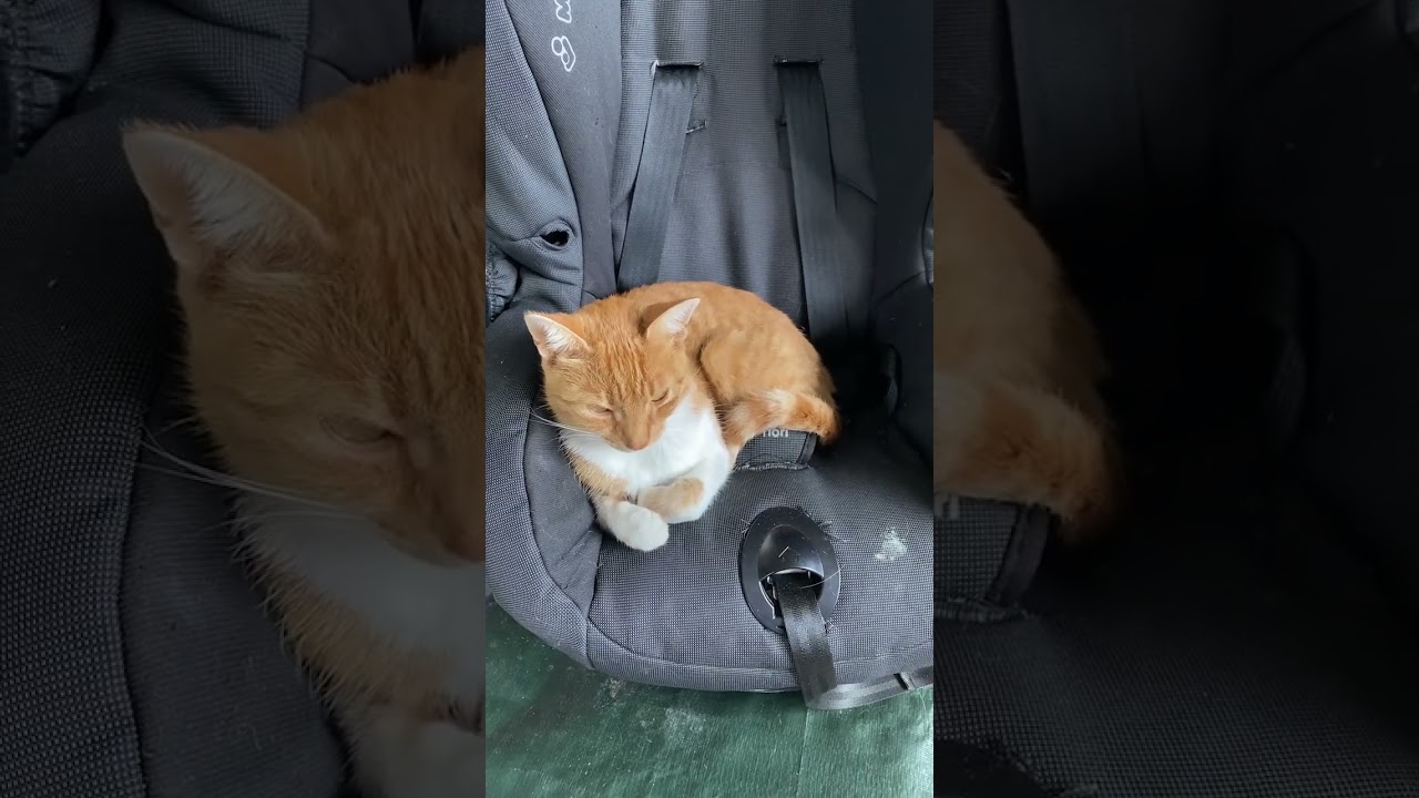 Saar, de poes 🐈 